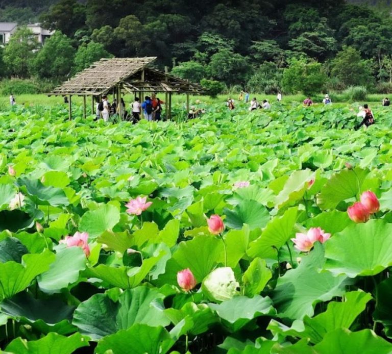 04-台大安康分場
